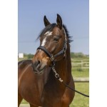 Kantar NORTON "4LINES"