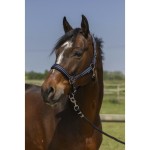 Kantar NORTON "4LINES"