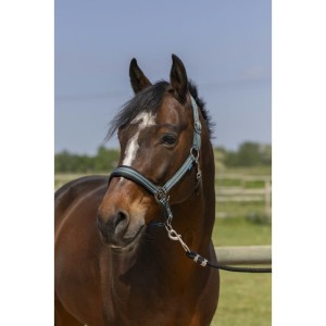 Kantar NORTON "4LINES"