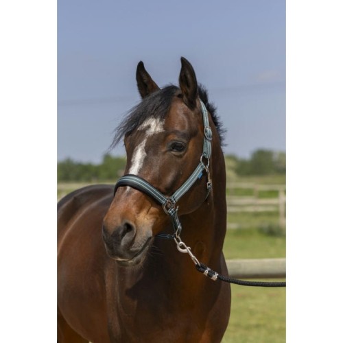 Kantar NORTON "4LINES"