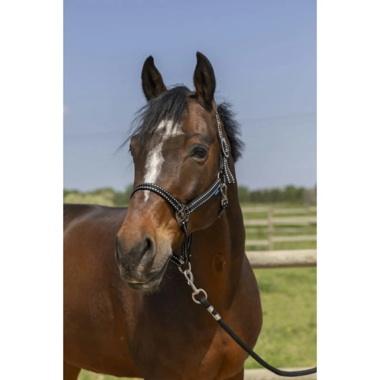 norton-grooming-headcollar.jpg
