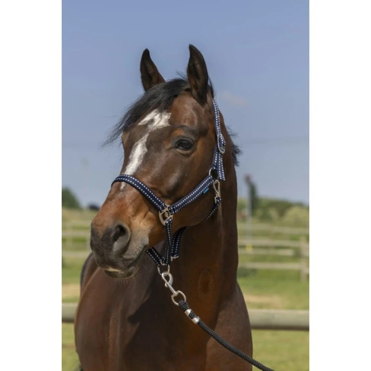 norton-grooming-headcollar.jpg