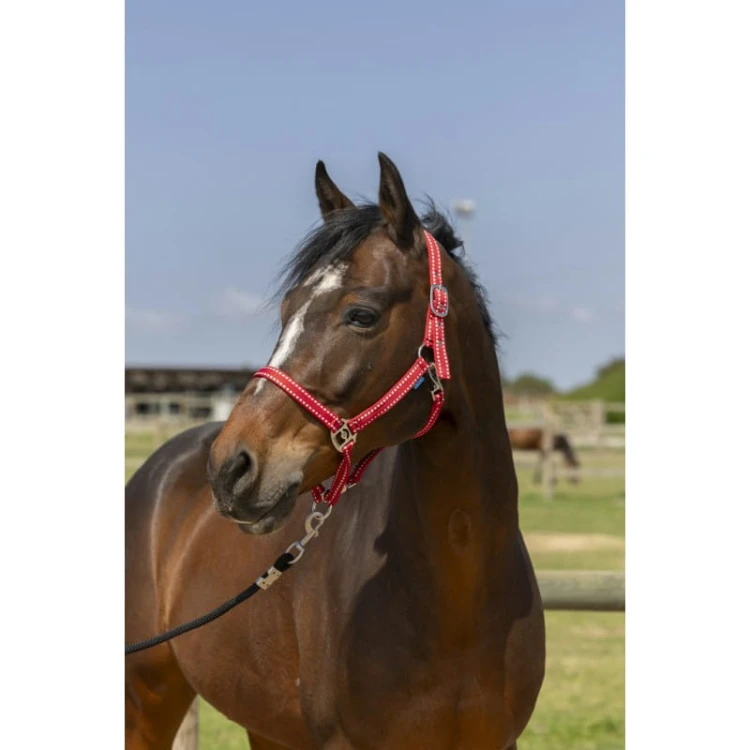 norton-grooming-headcollar (2).jpg
