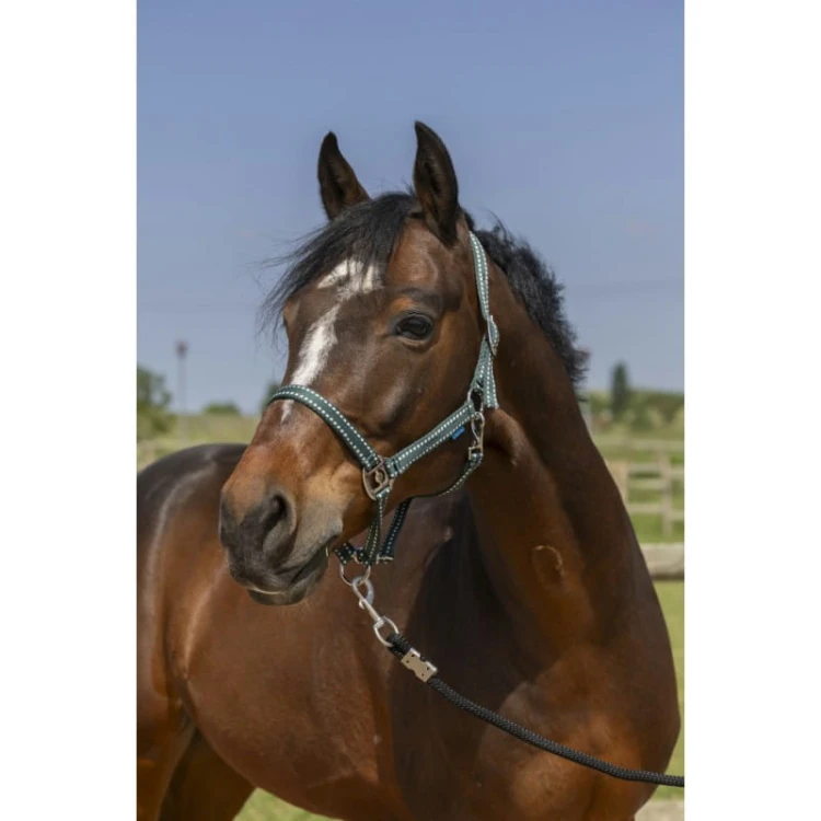 norton-grooming-headcollar (3).jpg