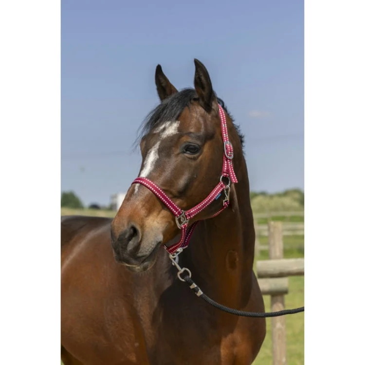 norton-grooming-headcollar (5).jpg