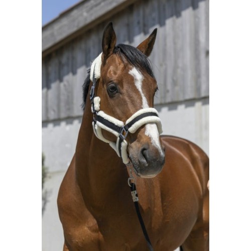 norton-cosy-headcollar.jpg
