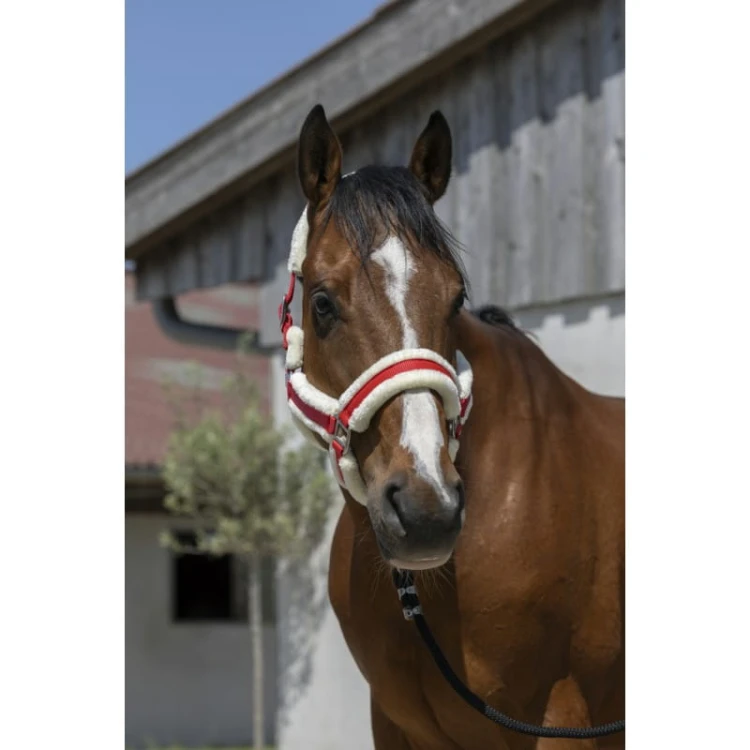 norton-cosy-headcollar (1).jpg