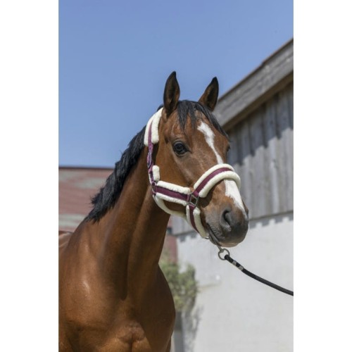norton-cosy-headcollar (6).jpg