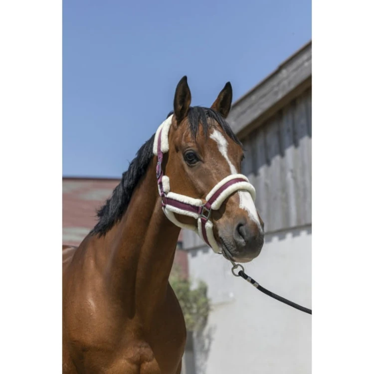 norton-cosy-headcollar (6).jpg
