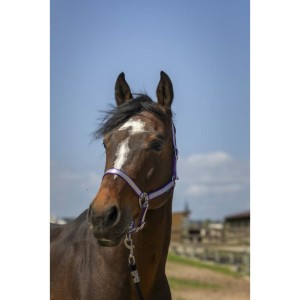 NORTON Kantar "NYLON SOFT"   