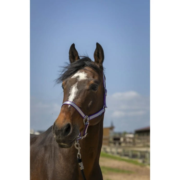 norton-nylon-soft-headcollar (7).jpg