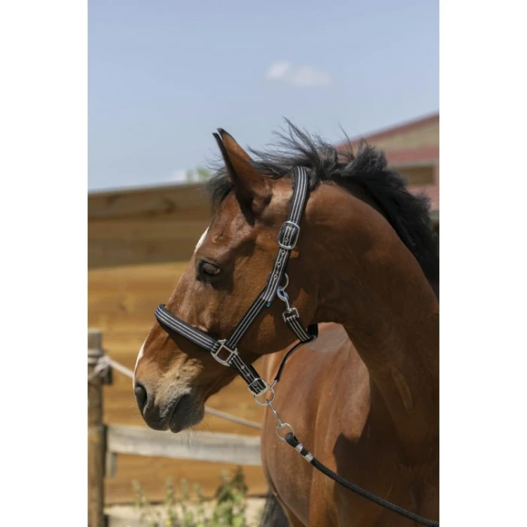 norton-zariheadcollar.jpg