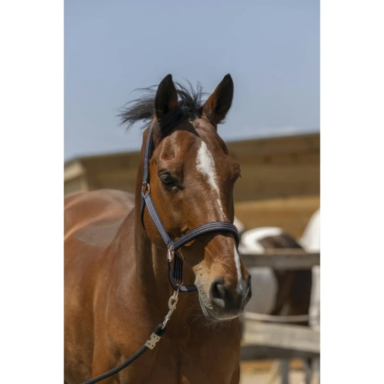 norton-zariheadcollar (1).jpg