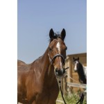 NORTON Kantar  "ZARI" 