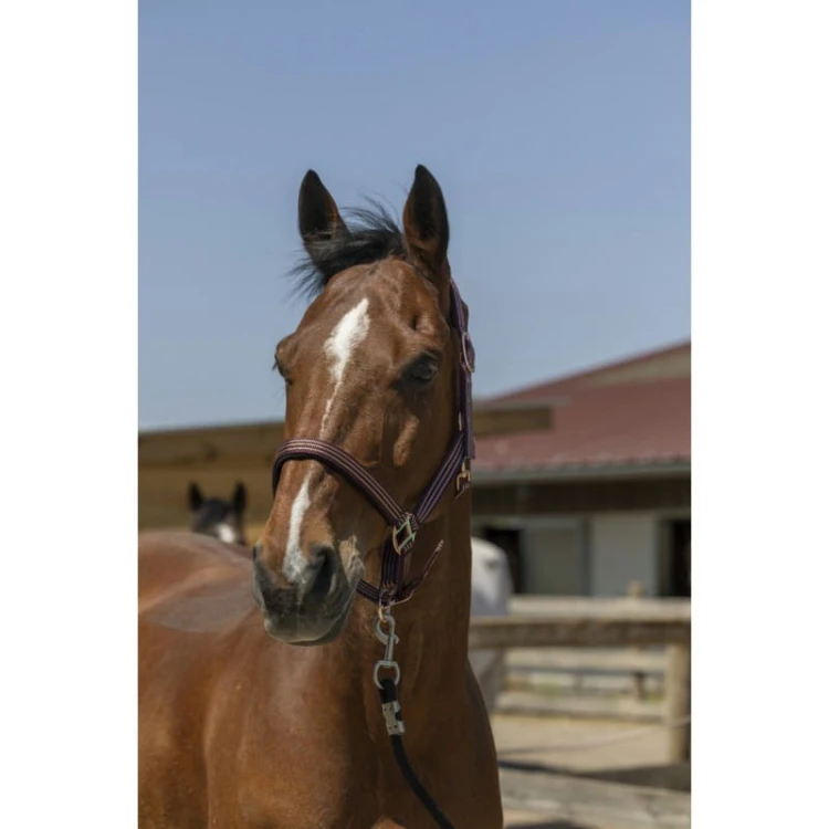 norton-zariheadcollar (3).jpg