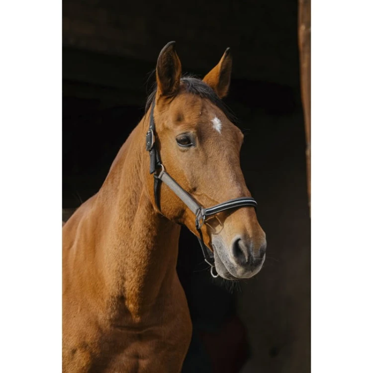 equitheme-domino-nylon-headcollar.jpg