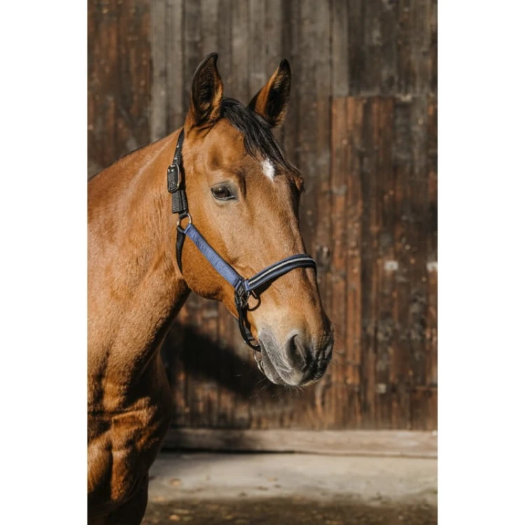 equitheme-domino-nylon-headcollar (1).jpg