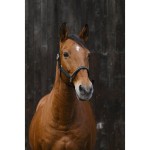 Kantar "DOMINO" EQUITHEME