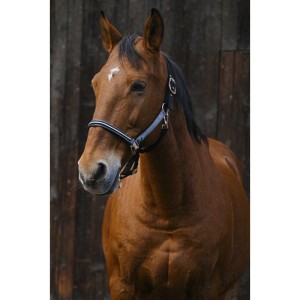 Kantar "DOMINO" EQUITHEME