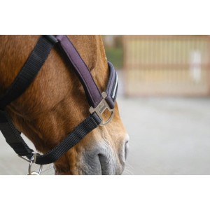 Kantar "DOMINO" EQUITHEME