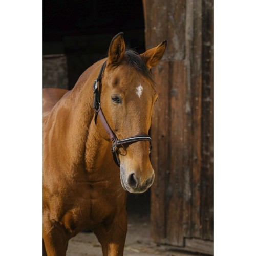 Kantar "DOMINO"  EQUITHEME