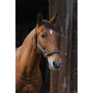 Kantar "DOMINO" EQUITHEME