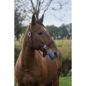  Kantar "SPRING" EQUITHEME