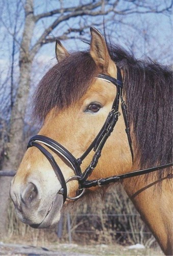 Ogłowie skórzane STANDARD Covalliero