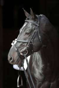 Ogłowie meksykańskie Cancun Covalliero