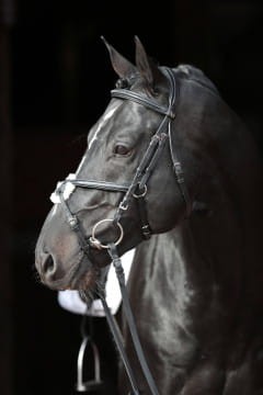 Ogłowie meksykańskie Cancun Covalliero