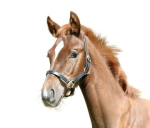 Kantar skórzany COVALIERO źrebięcy