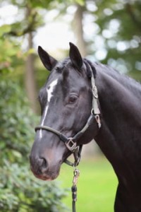 Kantar dla konia Cordano COVALIERO