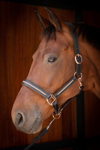 Kantar skórzany dla konia HARRY'S HORSE Metallic