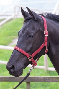 Kantar dla konia podszywany HARRY'S HORSE BIT