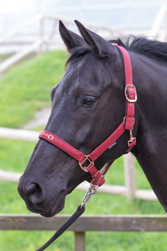 Kantar dla konia podszywany HARRY'S HORSE BIT