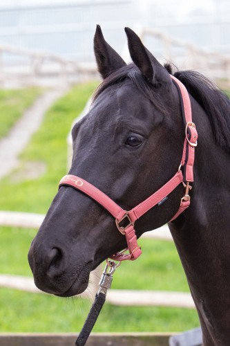 Kantar dla konia podszywany HARRY'S HORSE BIT