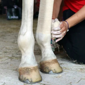 UNIKA Comfort Wrap - owijka chodząca regenerująca na dwie nogi