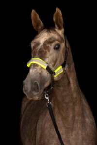 Zestaw odblaskowych nakładek do kantara/ oglowia, Covalliero - WYSYŁKA 48H