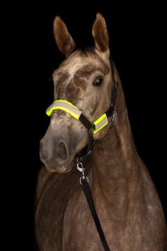 Zestaw odblaskowych nakładek do kantara/ oglowia, Covalliero - WYSYŁKA 48H