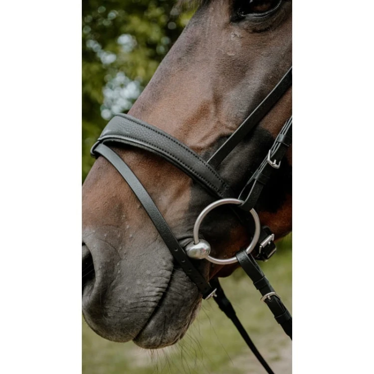 bridon-endurance-norton-pop.jpg