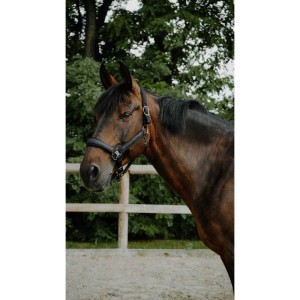 EquiTheme Kantar dla konia podszywany - czarny