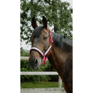 EquiTheme Kantar dla konia podszywany - różowy