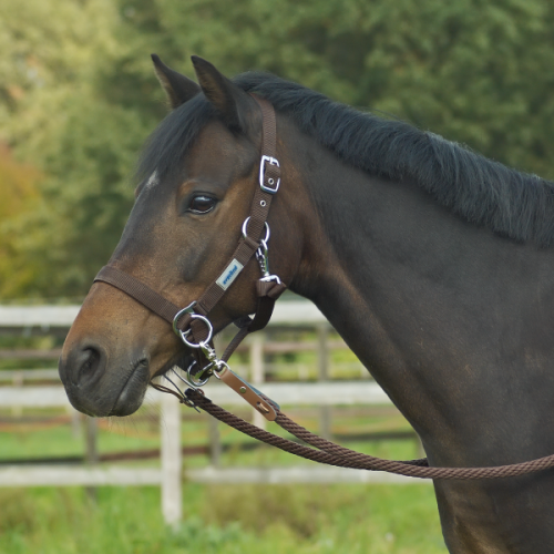 Kantar "Riding" do jazdy bez wędzidła brązowy - rozm. FULL - WYSYŁKA 48H