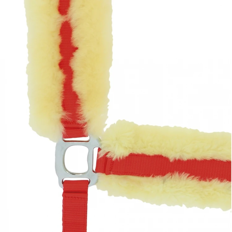 licol-equitheme-mouton.jpg