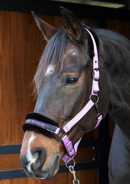 kantar-harrys-horse-lyrics-quotes-lila-full.jpg