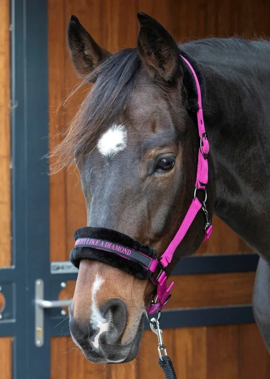 kantar-harrys-horse-lyrics-quotes-fuchsia-pony.jpg