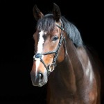 Ogłowie meksykańskie HORZE Prescot