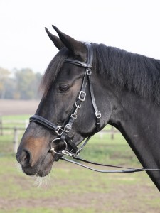 Kantaro-ogłowie skórzane SOLIBEL