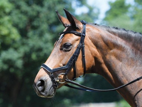 Ogłowie skórzane "Feeling" 