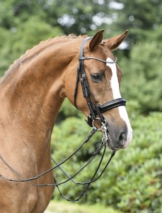 Ogłowie munsztukowe "Mailand"